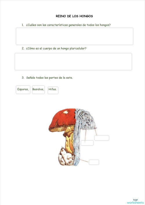 REINO DE LOS HONGOS. Ficha interactiva | TopWorksheets