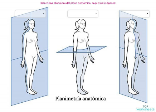 Planimetría anatómica. Ficha interactiva | TopWorksheets