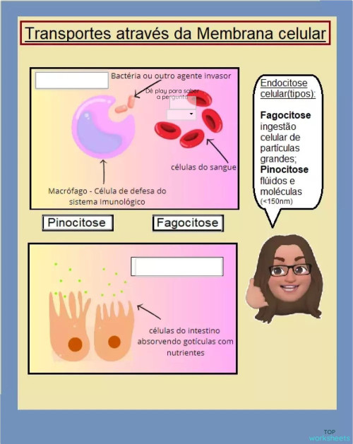 Fisiologia de vasos sanguíneos, pinocitose e fagocitose. Ficha ...