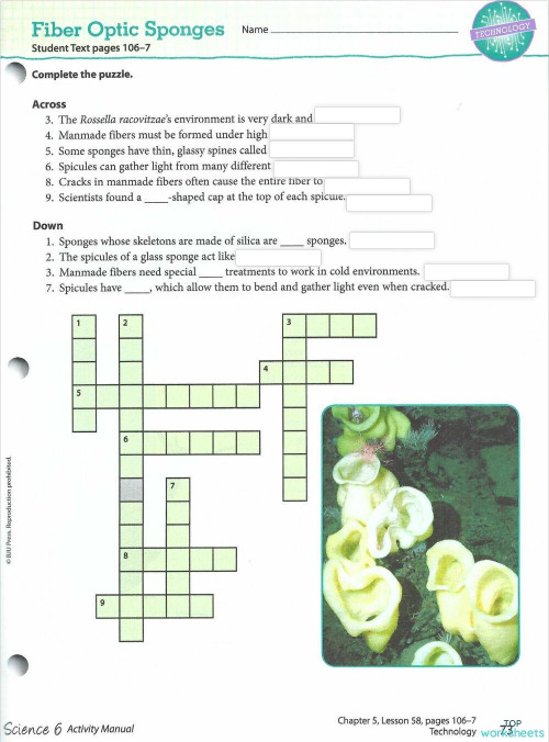 Lesson 58: Fiber Optic Sponges Pg 106-107. Interactive worksheet ...