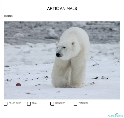 Artic Animals Interactive Worksheet Topworksheets