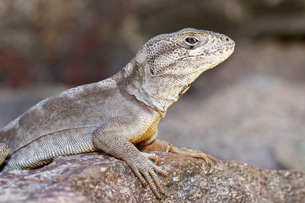 Gruñidor del volcán (Pristidactylus volcanensis). Ficha interactiva