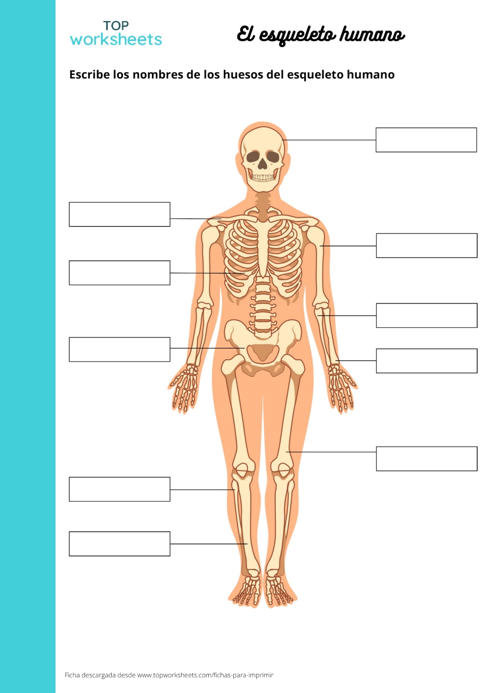El esqueleto humano, ficha para imprimir | TopWorksheets